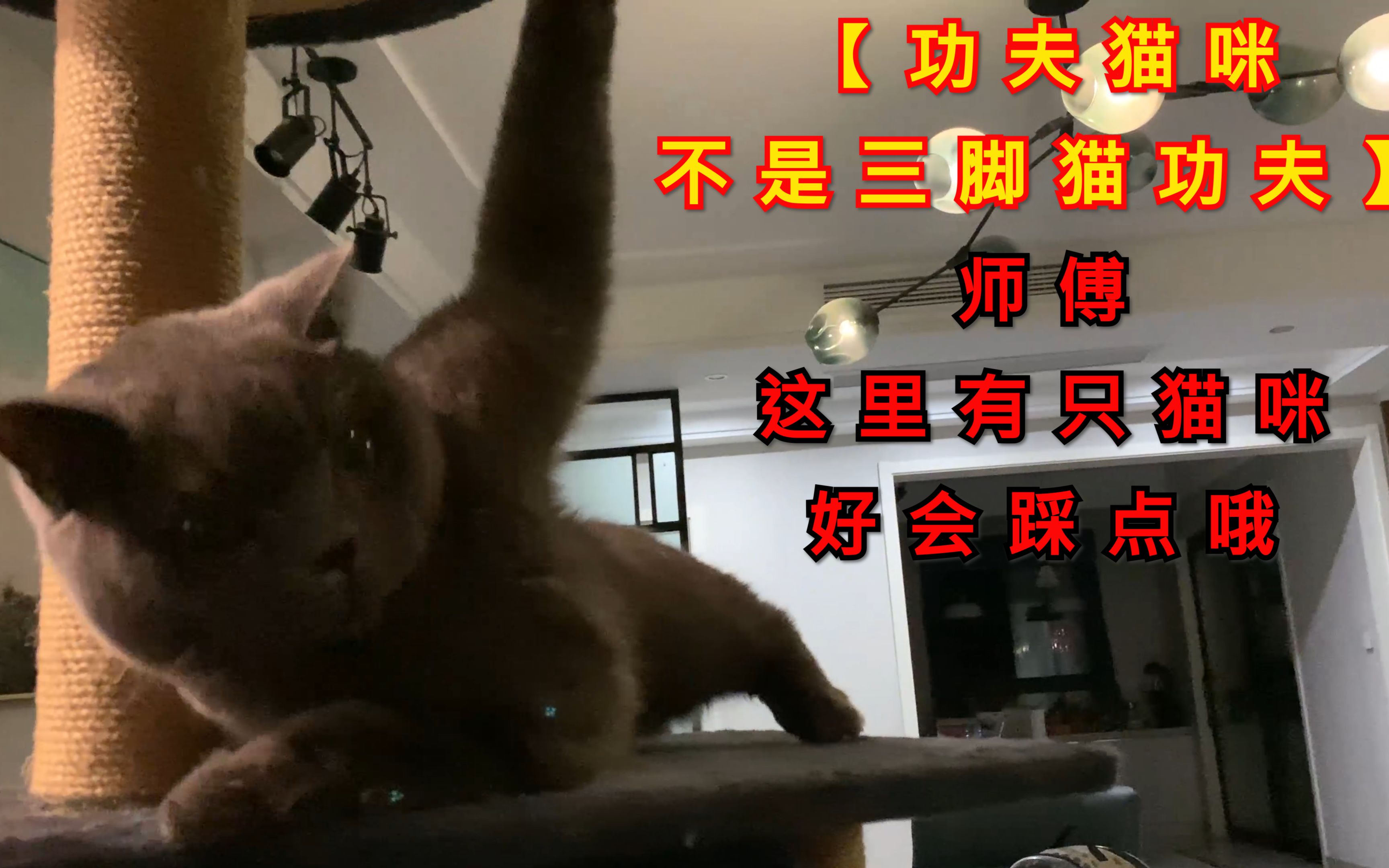 [图]【功夫猫咪不是三脚猫功夫】师傅 这里有只猫咪好会踩点哦