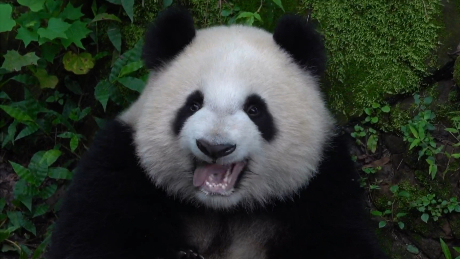 活动作品大熊猫成浪沟沟小公主浪花qia牙