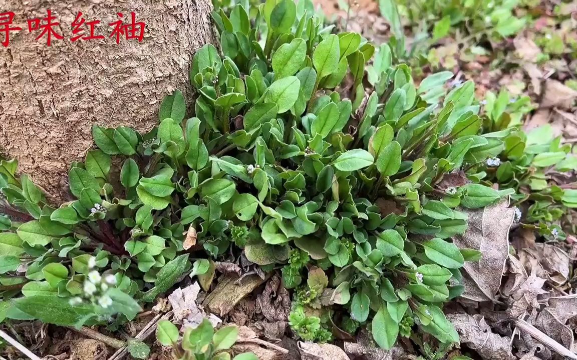 农村老人抢着挖的地胡椒比胡椒还要辣我也是刚知道