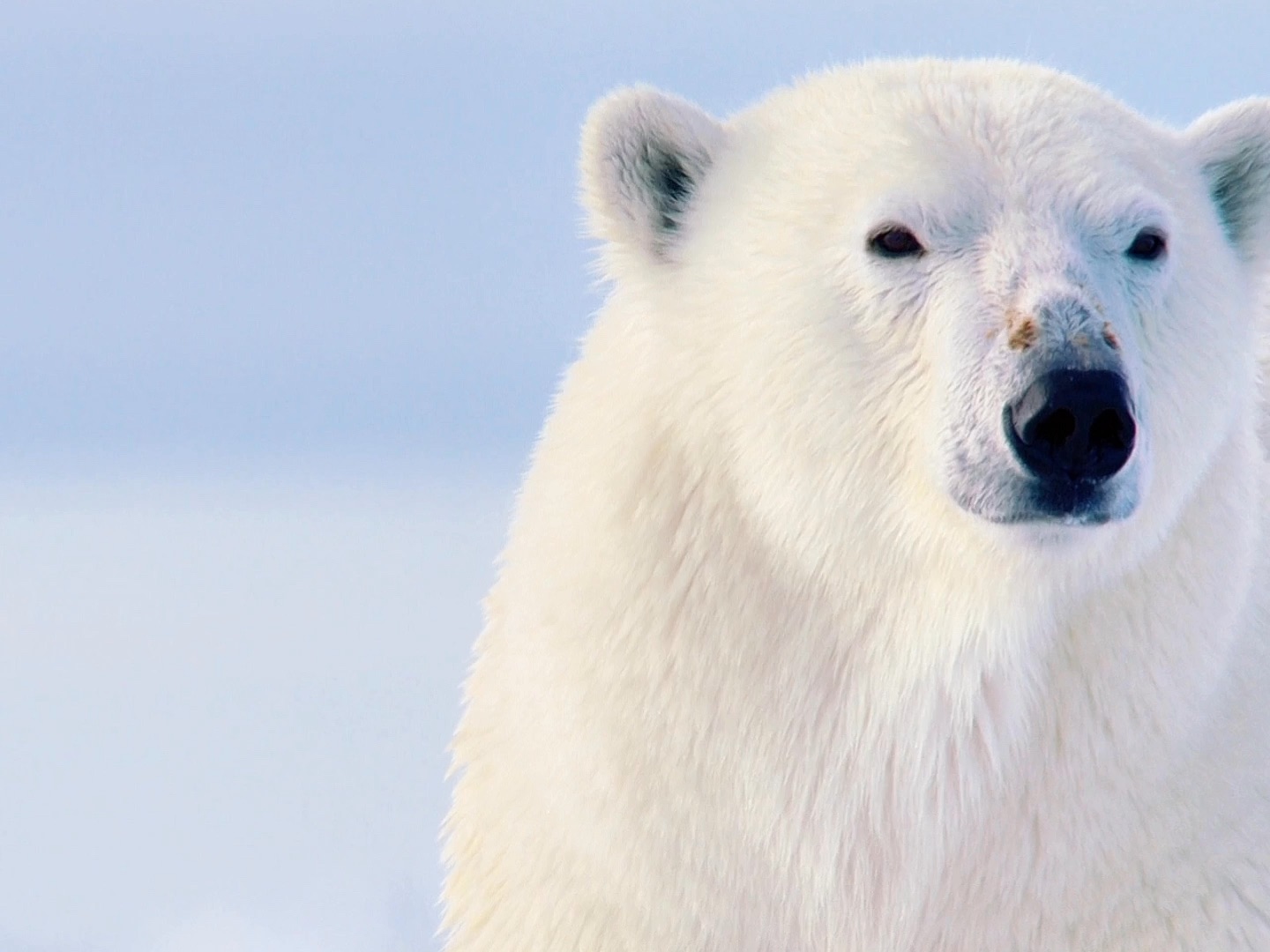 北极熊捕食海豹
