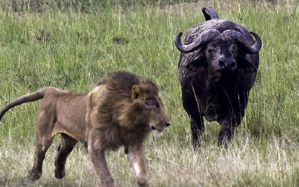 水牛被两只狮子围攻,没想到水牛的战斗力这么强,狮子竟惨败!