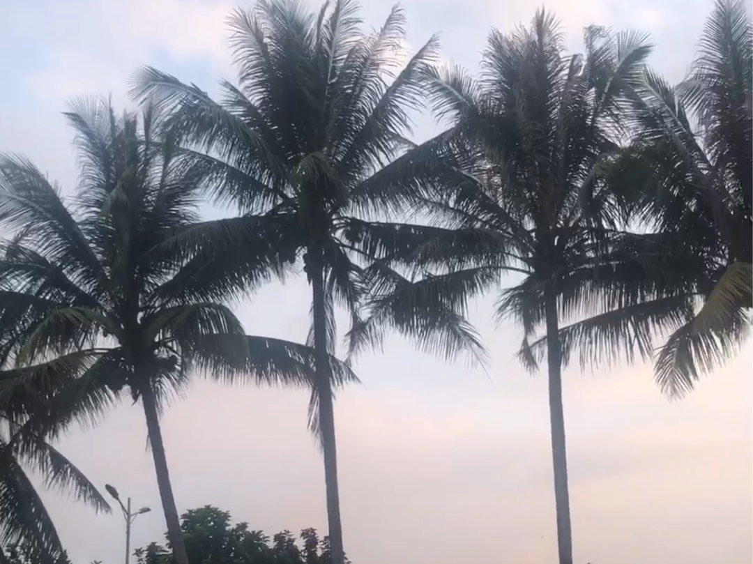海南大椰子树
