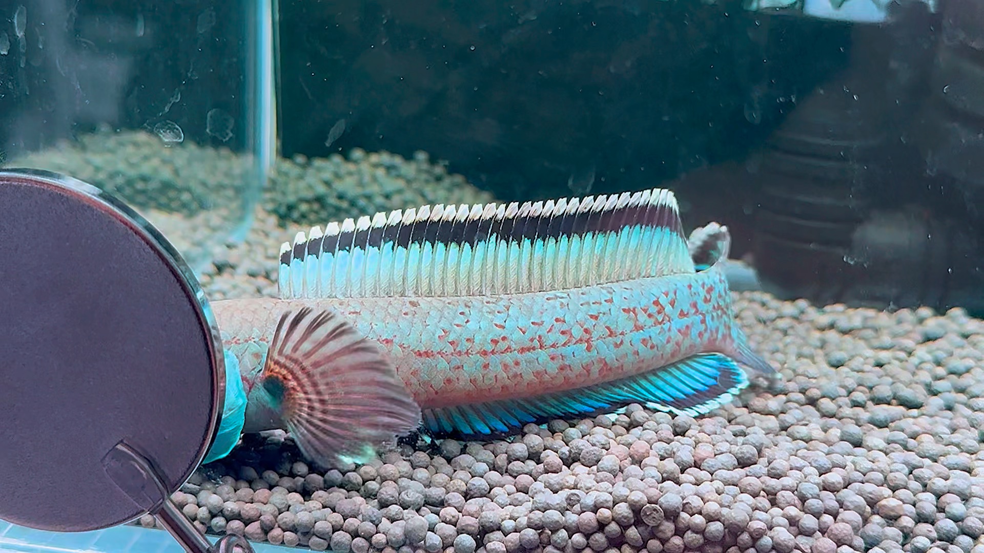 金尘雷龙,1xx起双包.选鱼看主页 #雷龙鱼 #金尘雷龙