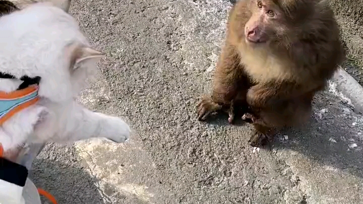 云旅游:四川芦山汉姜古城景区,猴子跟宠物猫握手哔哩哔哩bilibili