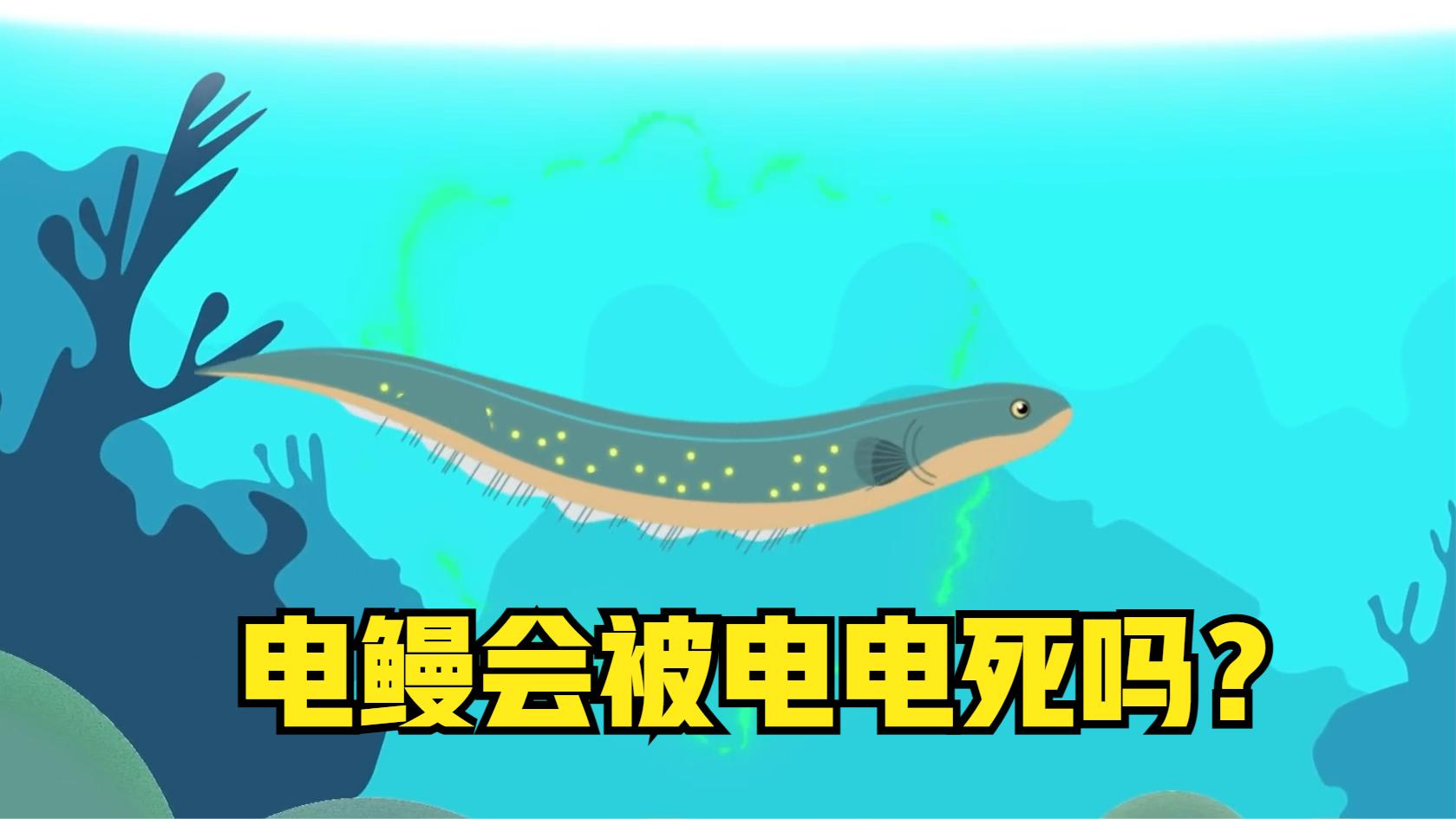 用电鳗的电电电鳗,电鳗会被电死吗?