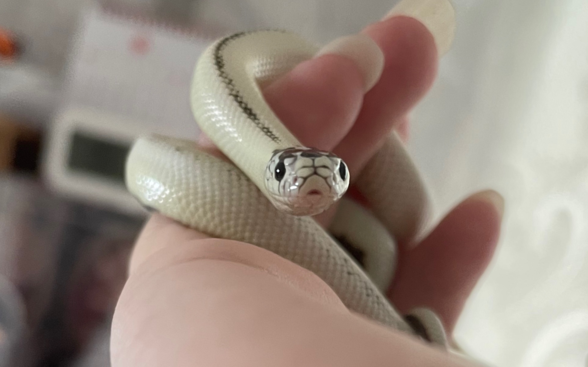 到家一条又猛又蠢的高白王蛇