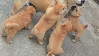 狗子你这调皮样儿得好好教训教训才行