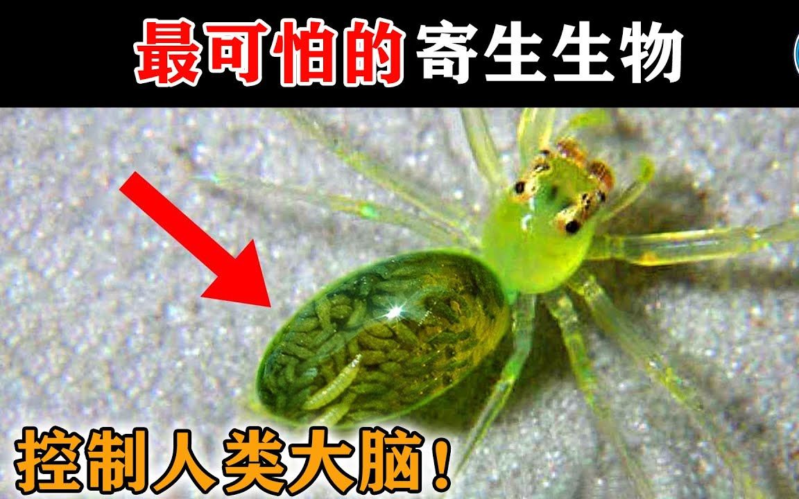 [图]10种能控制宿主的寄生生物，入侵人类意识，第一能把宿主变成僵尸