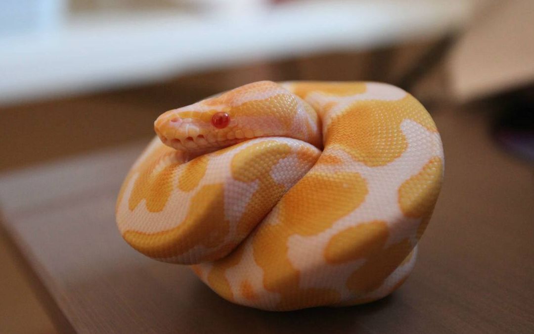 蟒蛇身上花纹酷似微笑表情包,网友:迷之微笑犹如行走的表情包!