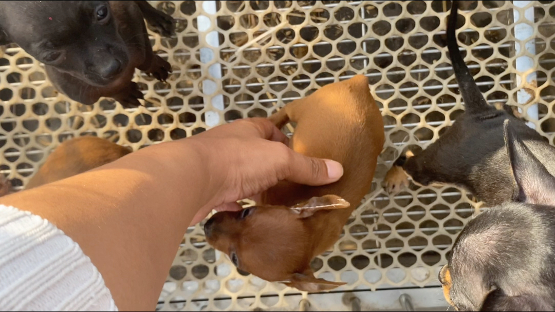 枣红色的小鹿犬,颜色比较深,鹿王家带尾巴的小鹿犬有货