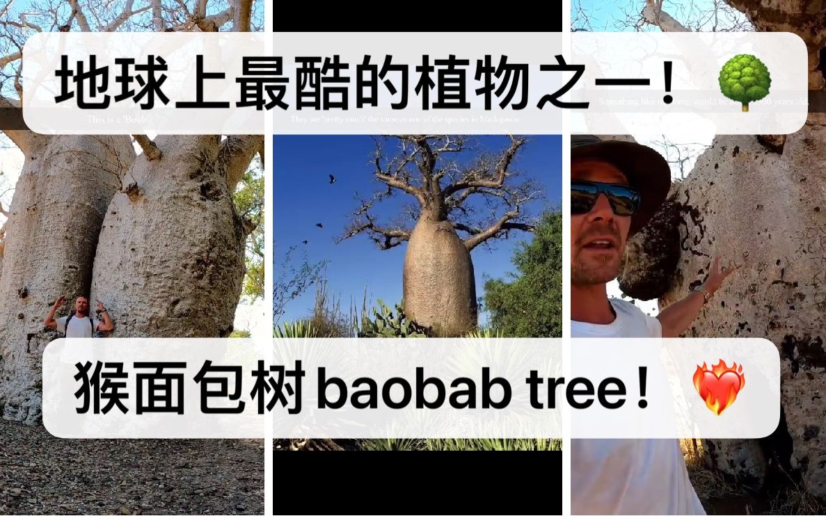 外网Tik Tok双语——地球上最古老最酷的植物之一!神秘的猴面包树baobab tree!哔哩哔哩bilibili