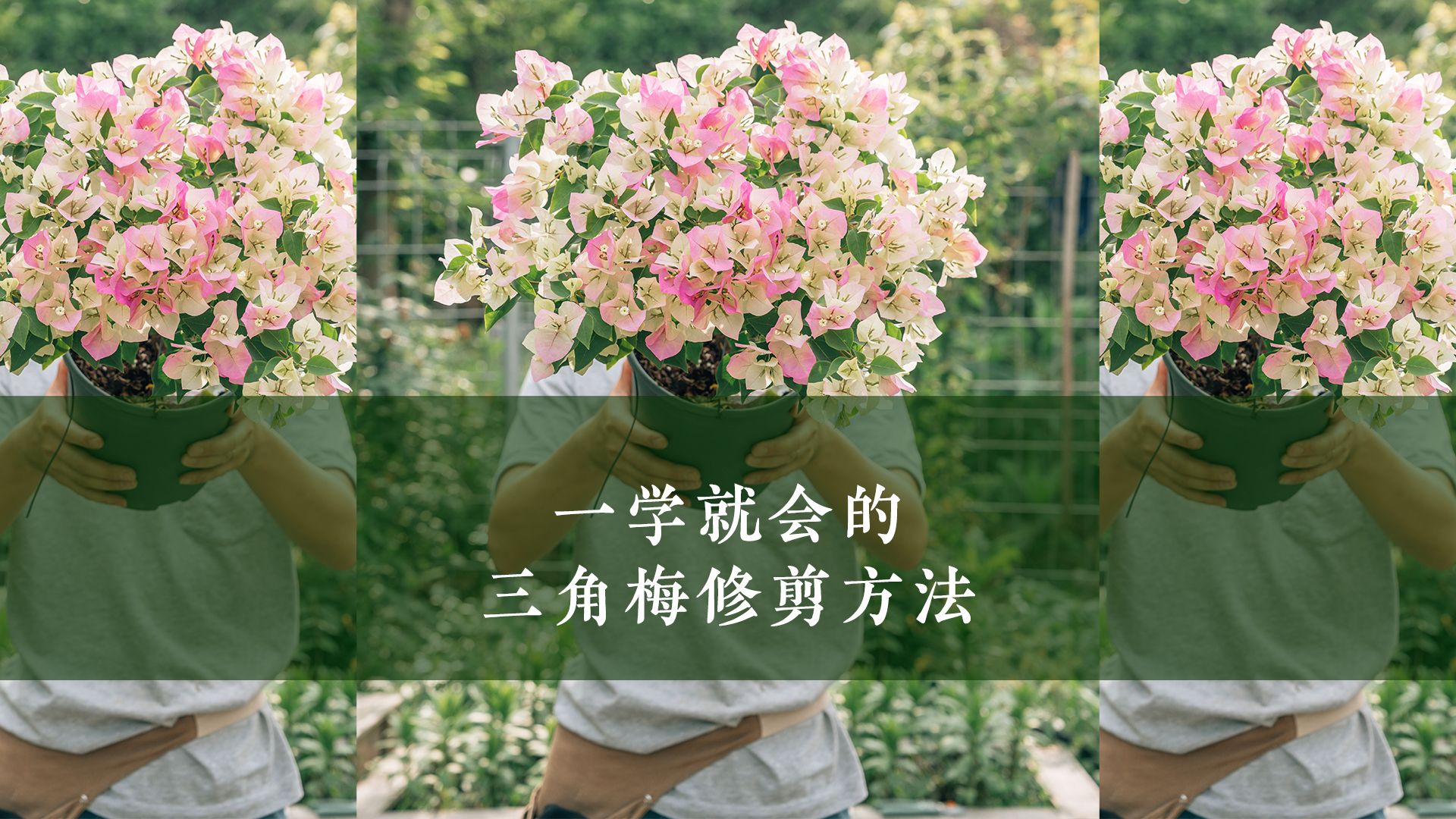 一学就会的三角梅修剪方法