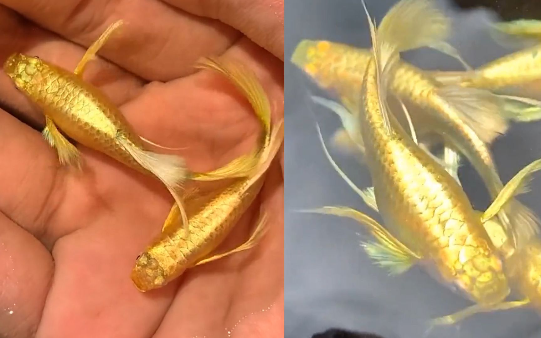 网友晒自家黄金色孔雀鱼,酷似纯金造灵动贵气,名字更是惊艳