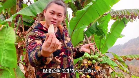 农村的芭蕉花居然能吃 看欧妹怎么制作 你绝对没吃过 哔哩哔哩 Bilibili 农村的芭蕉花居然能吃 看欧妹怎么制作 你绝对没吃过 哔哩哔哩 Bilibili