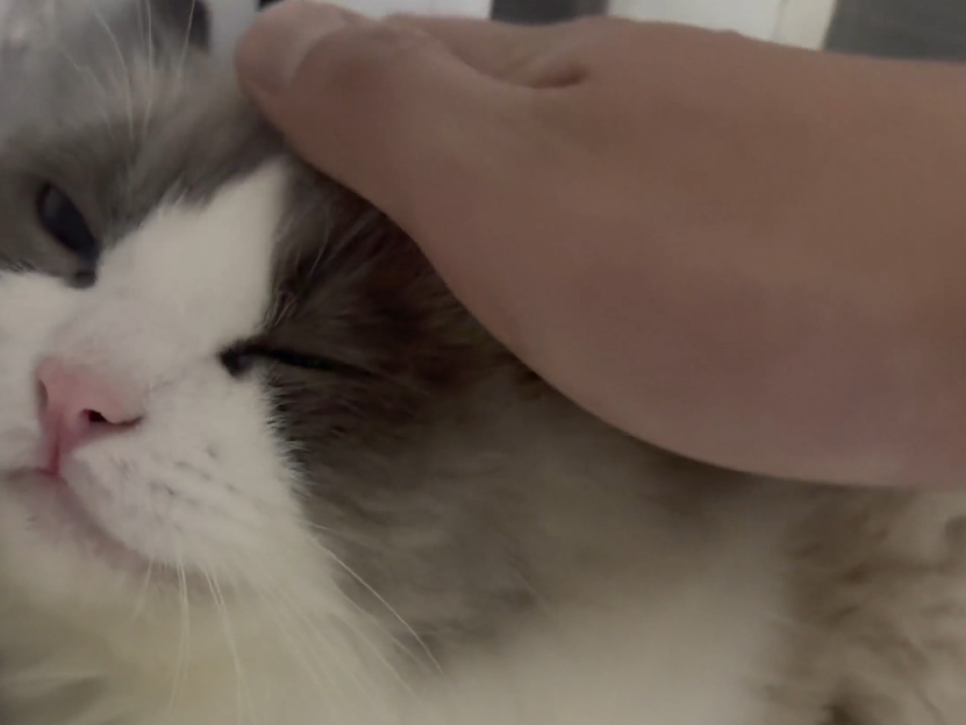 布偶猫招财被主任摸摸头的样子真好看