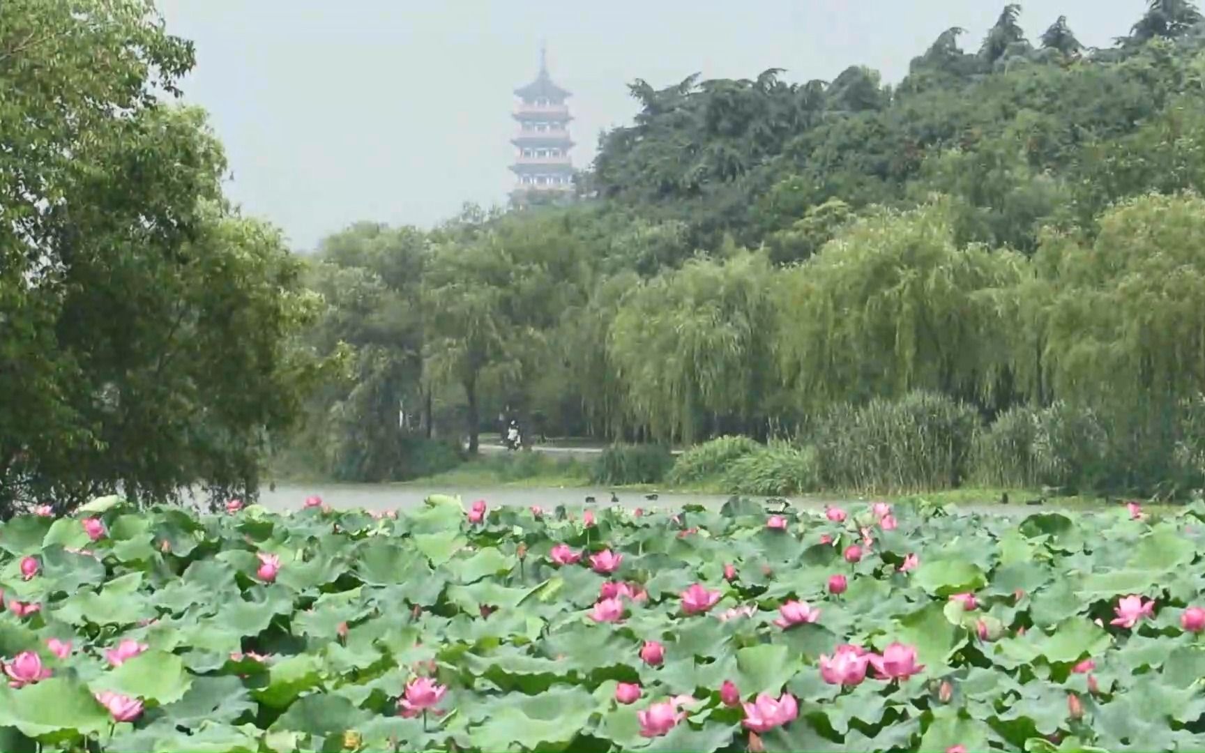 [图]视频09夏景