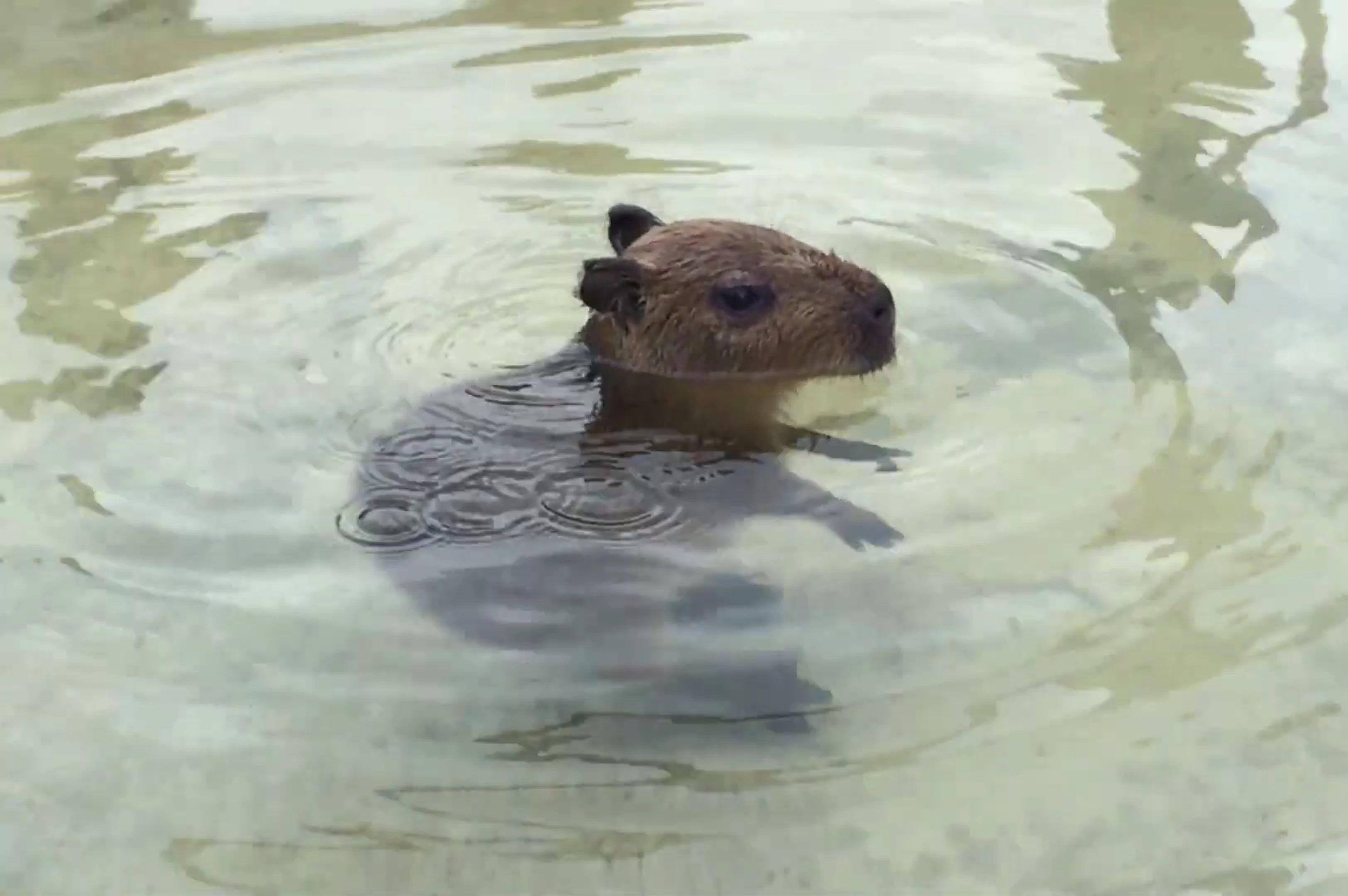 两条腿在水里走路是豚豚的基本素养