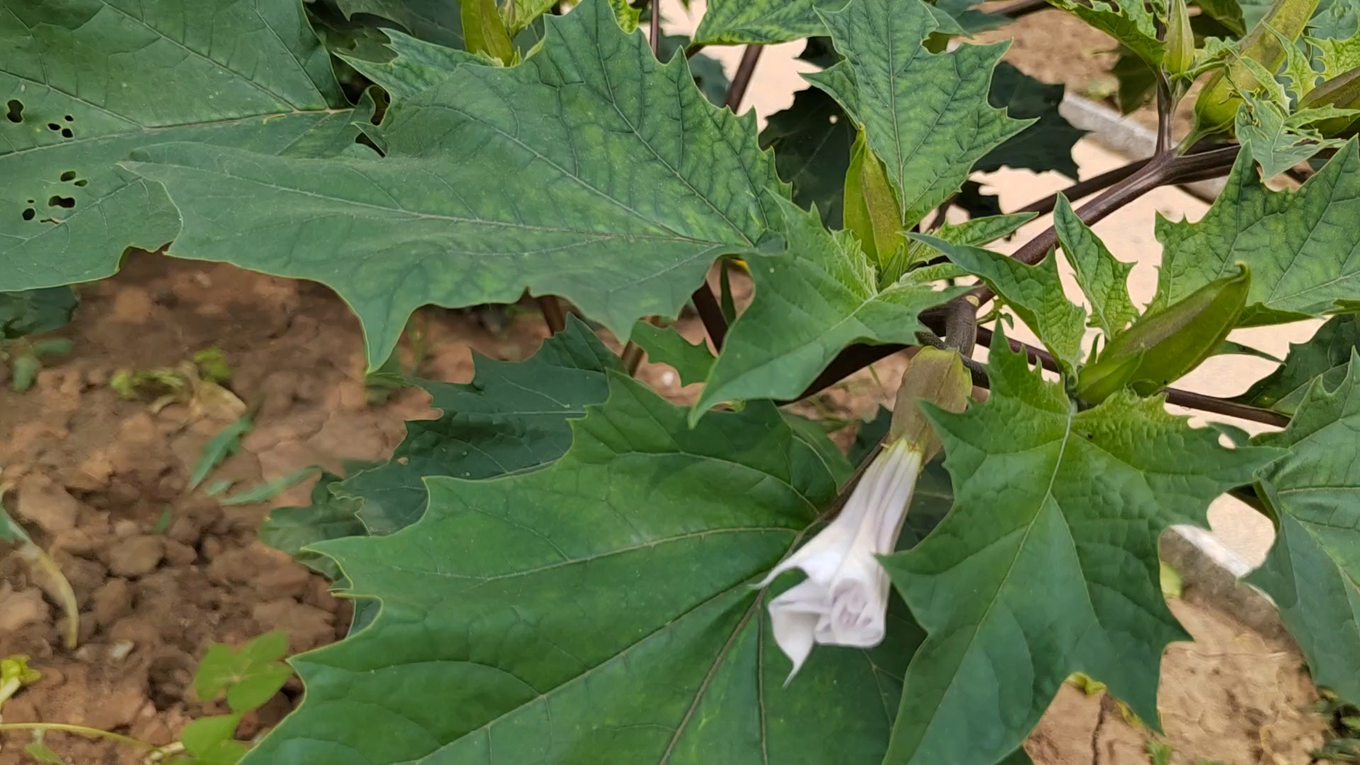 绿花曼陀罗简介