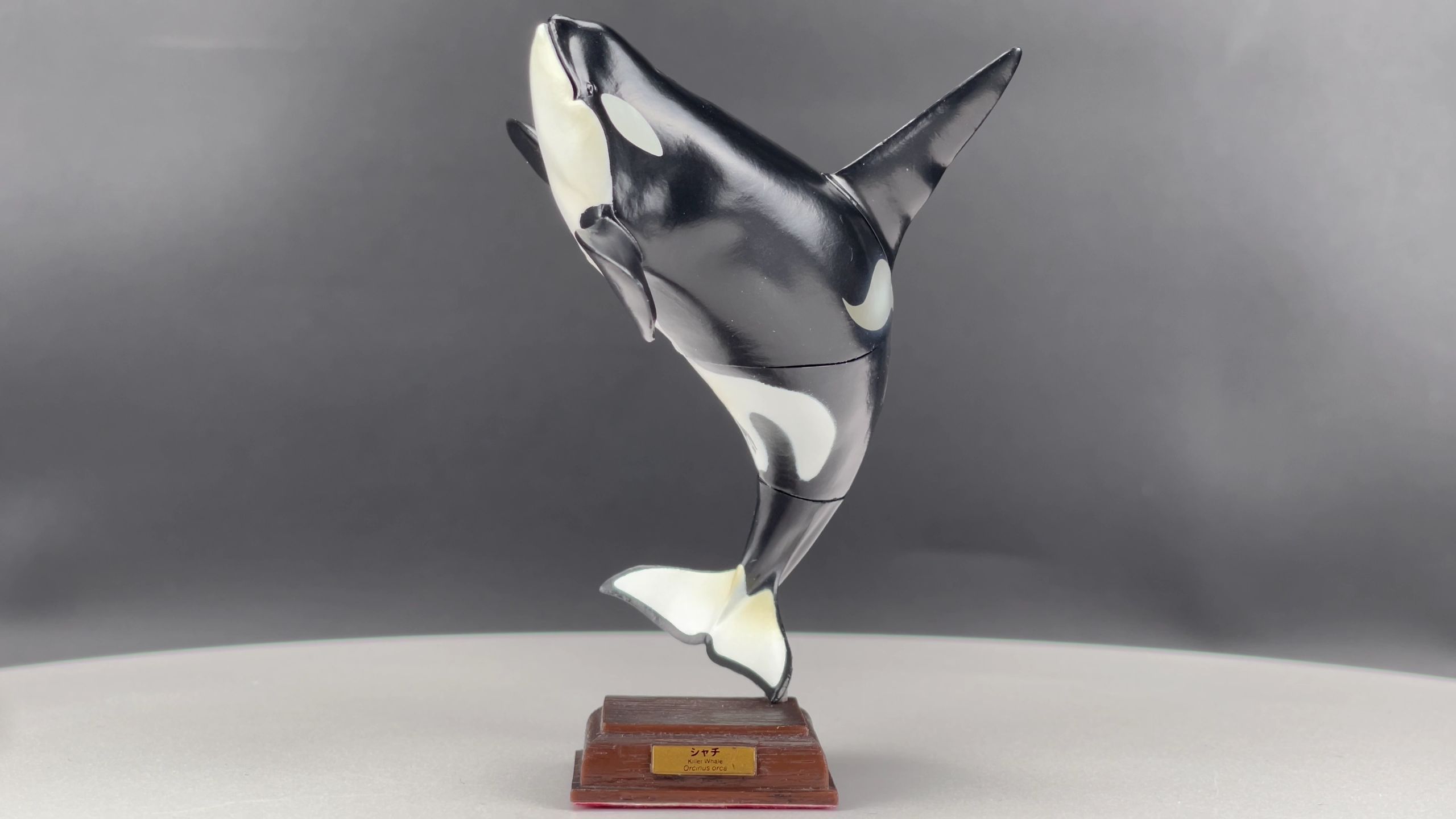 【本命】奇谭俱乐部·虎鲸