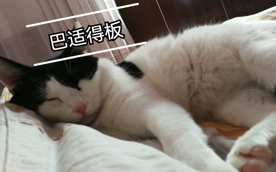 家有肥猫,李小六哔哩哔哩bilibili