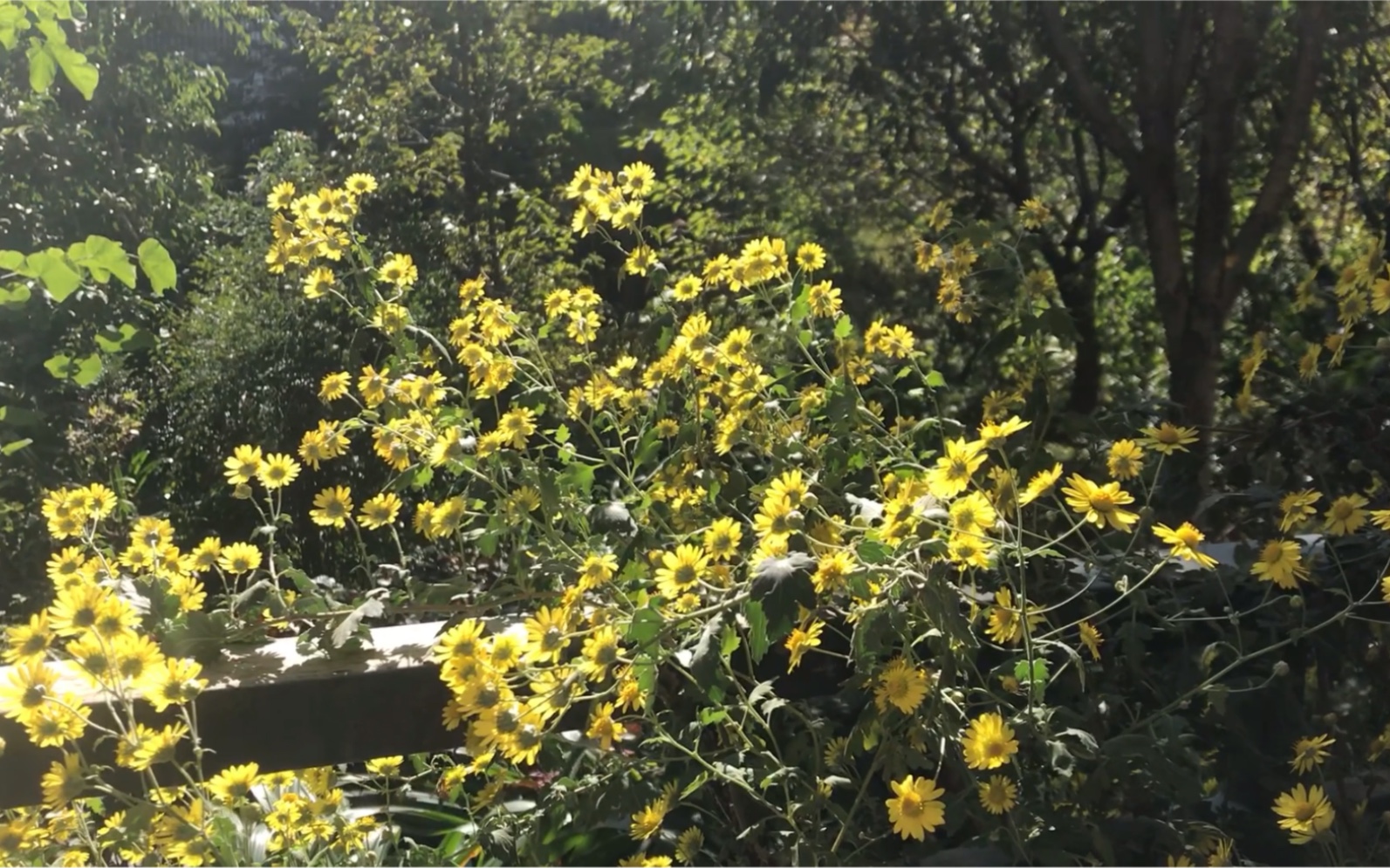 [图]秋天来了，野菊花也盛开了