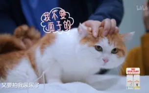 Download Video: 【宠物医院3】看点8-4：猫猫做尿检。“我不要面子的~”