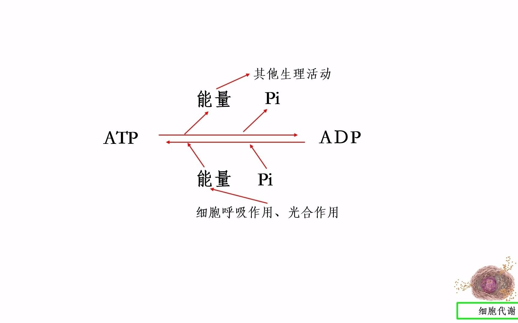 细胞代谢哔哩哔哩bilibili