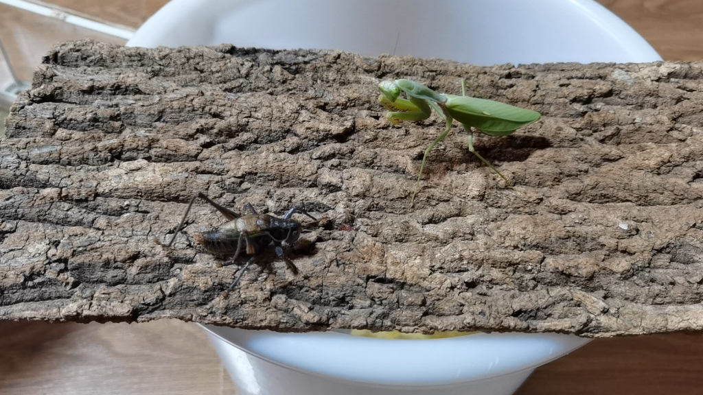 泰盾捕食优雅蝈螽