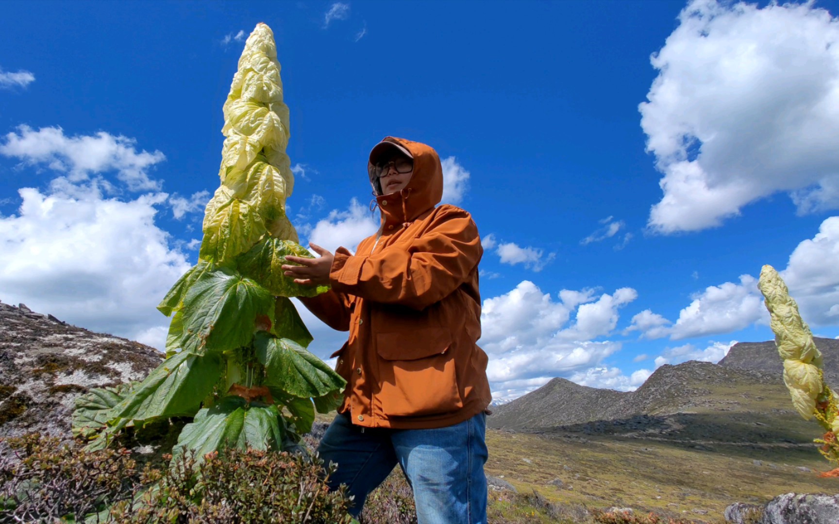 来一个专业一点的讲解,世界上最神奇的高原植物,塔黄98_哔哩哔哩