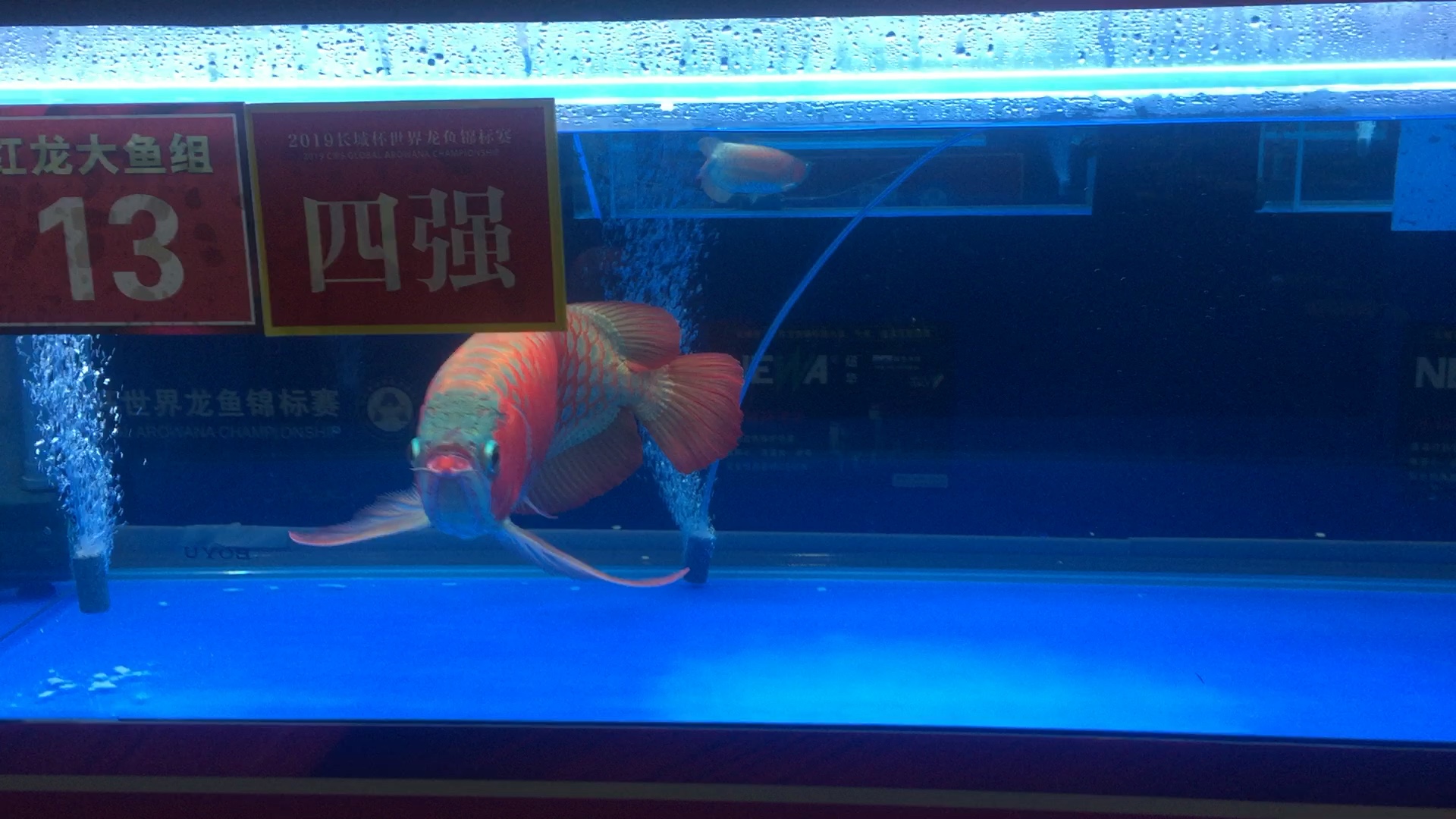 价值188万龙鱼,长的真漂亮.长这么大还是第一见到这么完美的