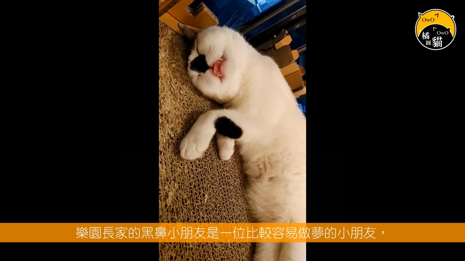 [橘圆猫] 猫咪行为学入门篇[22]:猫咪也会做梦哔哩哔哩bilibili