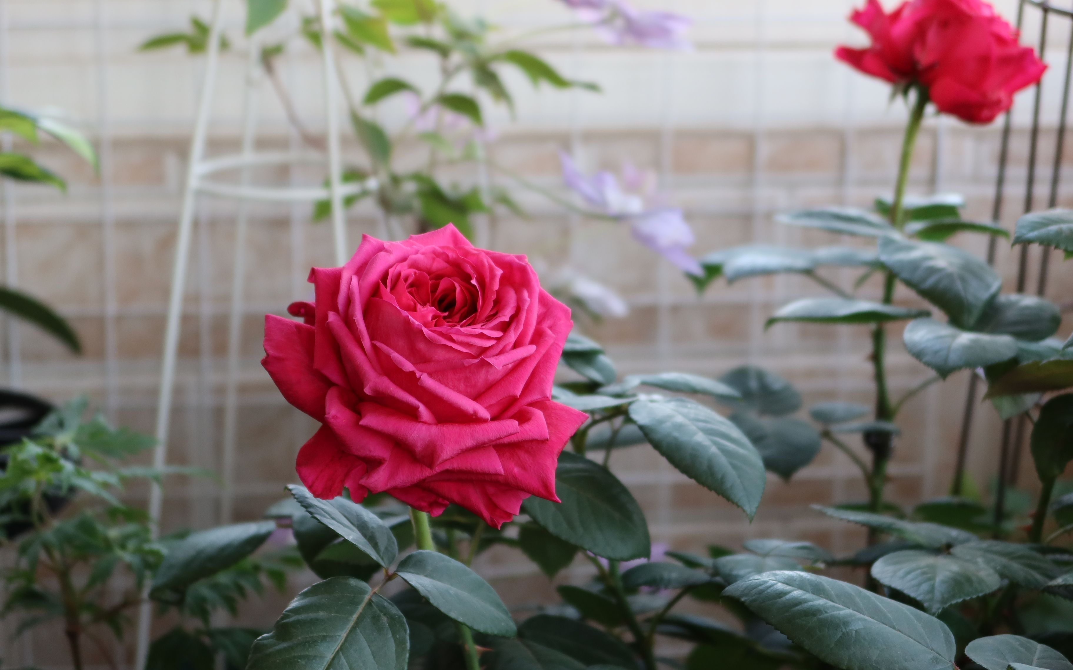 阳台月季春花更新 - 风中玫瑰