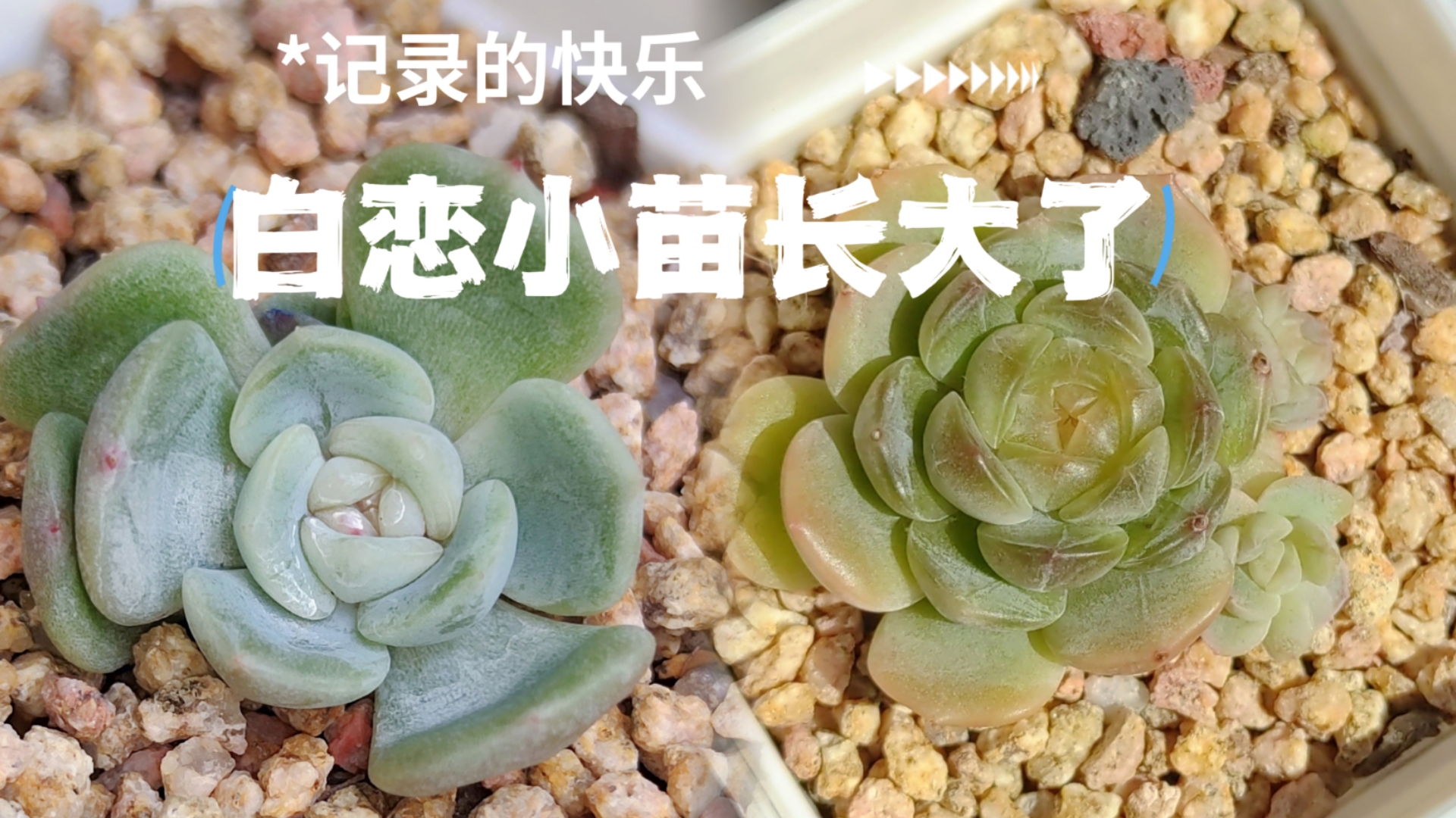 白恋小苗长大了【多肉植物】哔哩哔哩bilibili