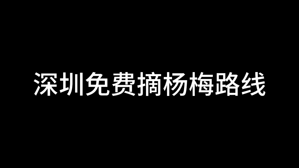 深圳七条免费摘杨梅路线攻略哔哩哔哩bilibili