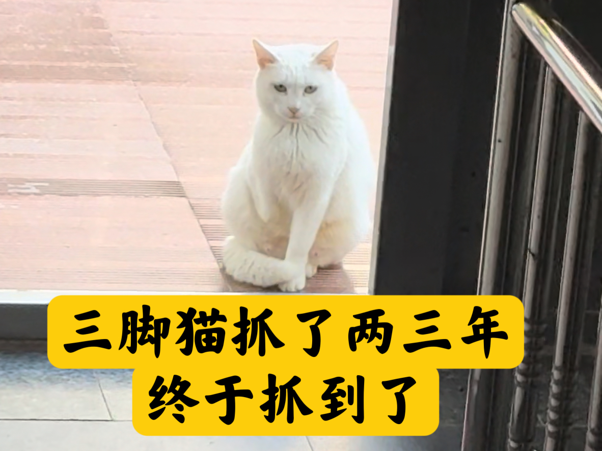 三脚猫抓了两三年终于抓到了哔哩哔哩bilibili