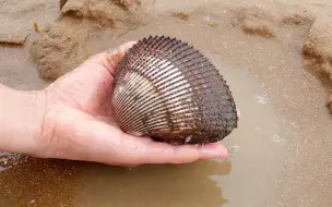 Скачать видео: 大退潮后大梅赶海，超大毛蛤轻松入筐！心心念念的白甜丑桃熟啦！