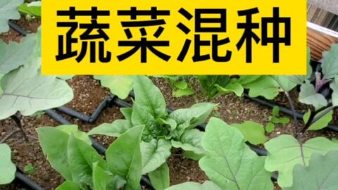 蔬菜混合种植之京水菜菠菜茄子 哔哩哔哩 Bilibili