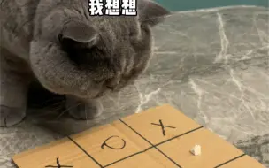 Download Video: 下棋竟然没下过一只猫