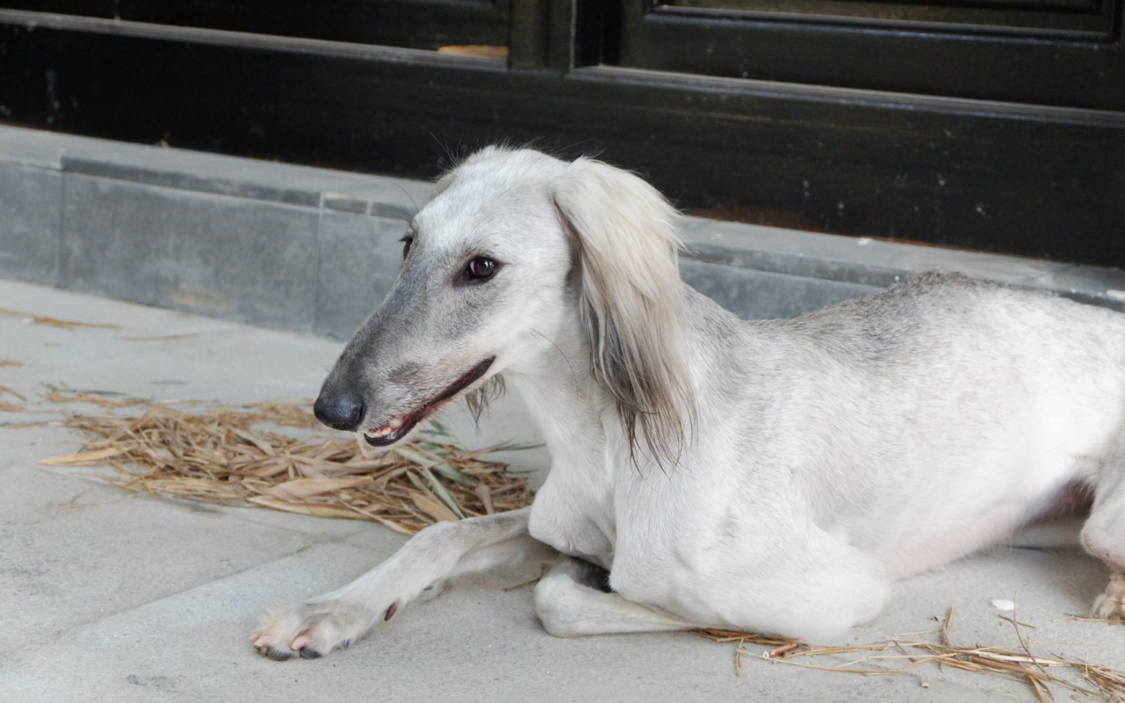 陕细犬最好种母图片图片