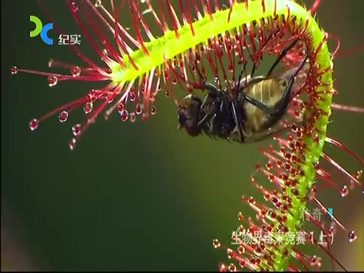 [图]【纪录片/CCTV】生物界毒素竞赛