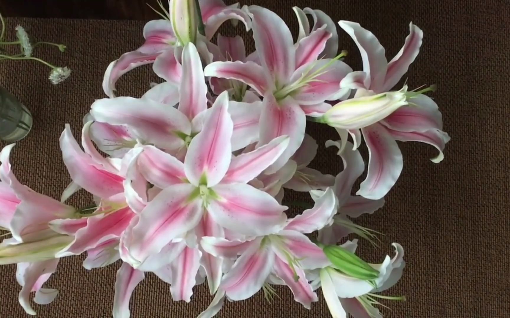 鲜花:记录马龙百合的开放过程,清香好看呀!