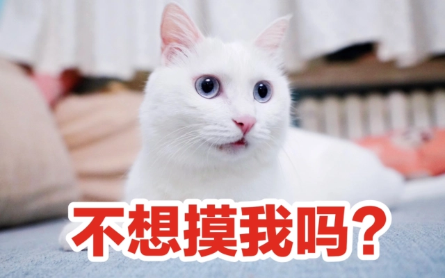 维诺家的猫鼠兔的个人空间_哔哩哔哩_bilibili
