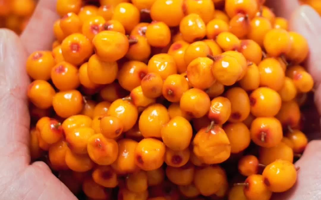 藏在大山里的酸果子,吃过都说好!