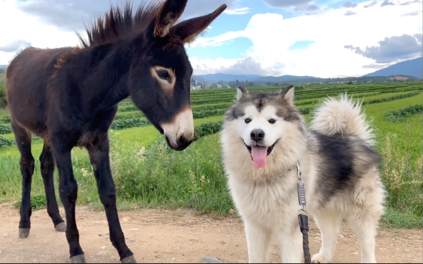 当阿拉斯加遇见一头驴,简直不要太搞笑!