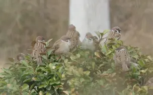 小麻雀凑堆儿～