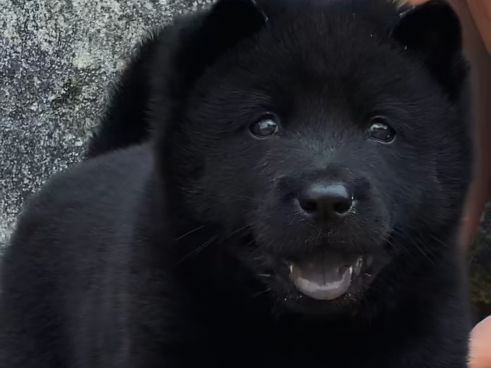 中华田园犬五黑犬