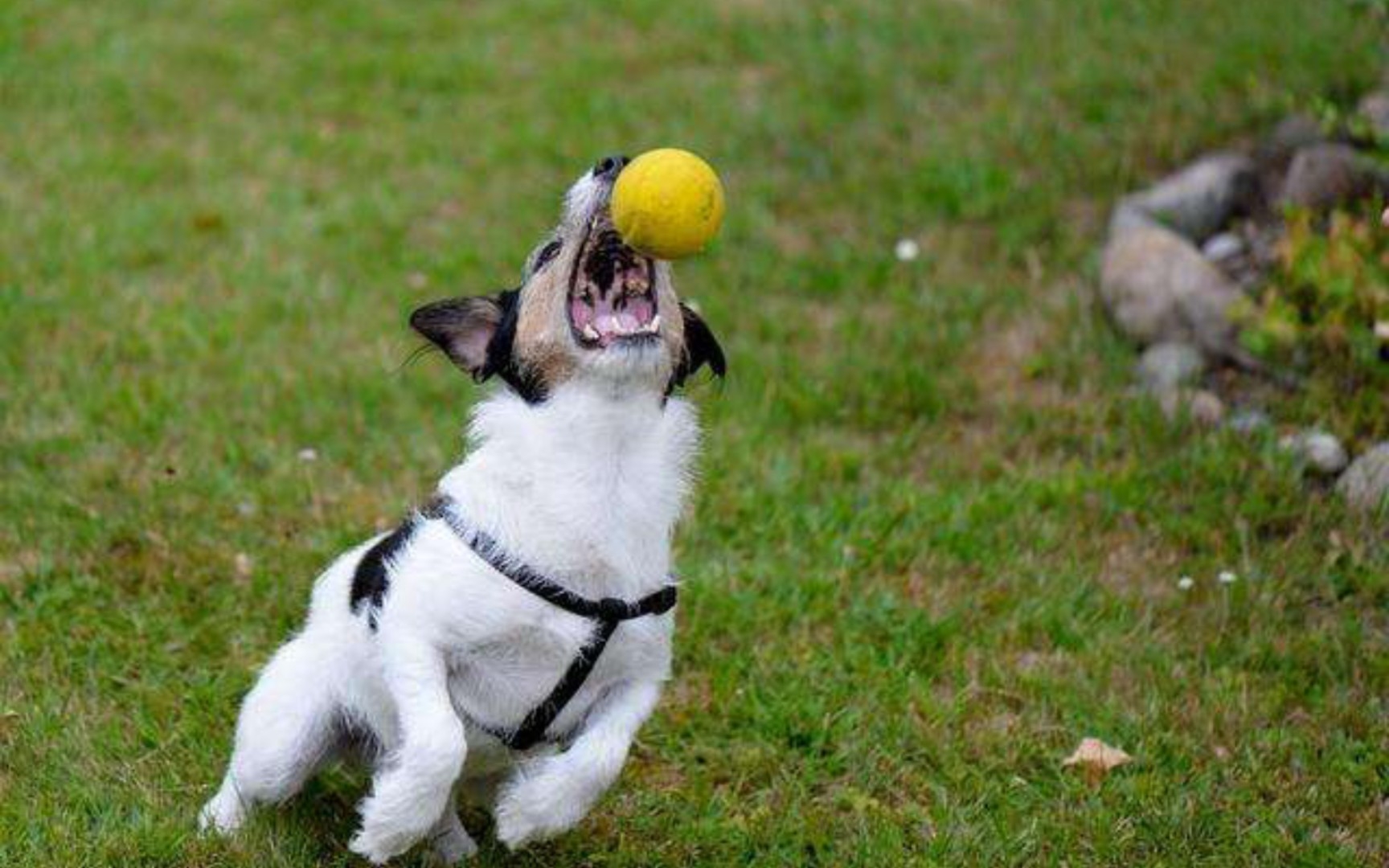 第一视角狗球(如图所示)