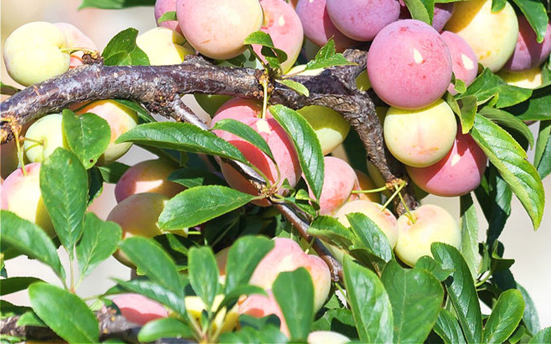 李子保花保果的好方法_哔哩哔哩 (゜-゜)つロ 干杯~-bilibili