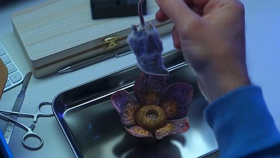 男人胳膊竟长了一朵"食人花"全集