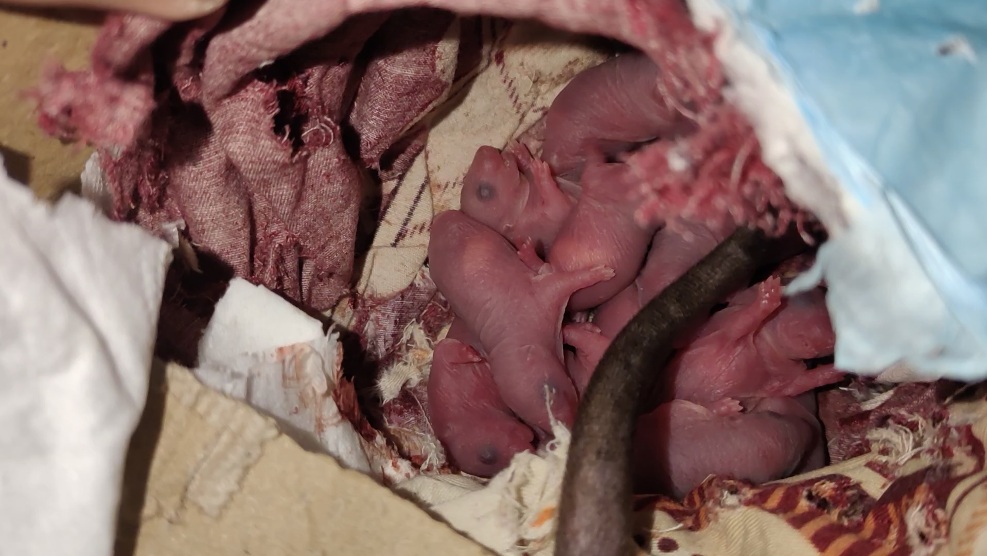 花枝鼠生孩子了,好像红皮花生米